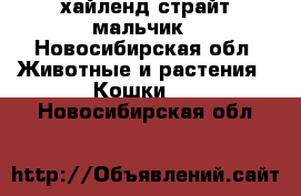 хайленд страйт мальчик - Новосибирская обл. Животные и растения » Кошки   . Новосибирская обл.